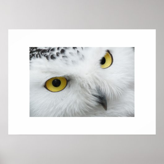 Owl Poster (Voorkant)