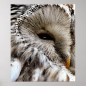 OWL POSTER (Voorkant)