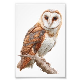 Owl Premium Satin Photo Paper Photo Enlargement Foto Afdruk
