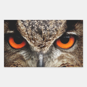 Owl Rechthoekige Sticker