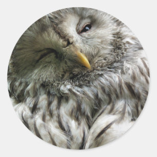 OWL RONDE STICKER