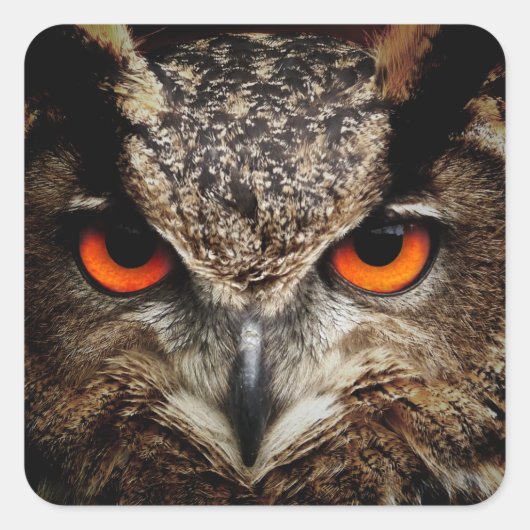 OWL-stallen Vierkante Sticker (Voorkant)