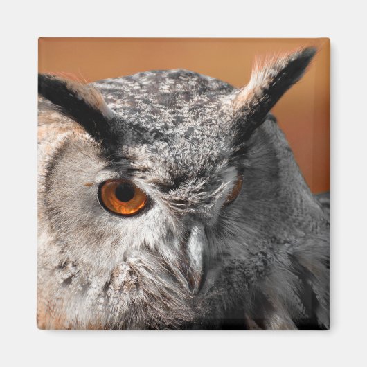 Owl Stare Magneet (Voorkant)