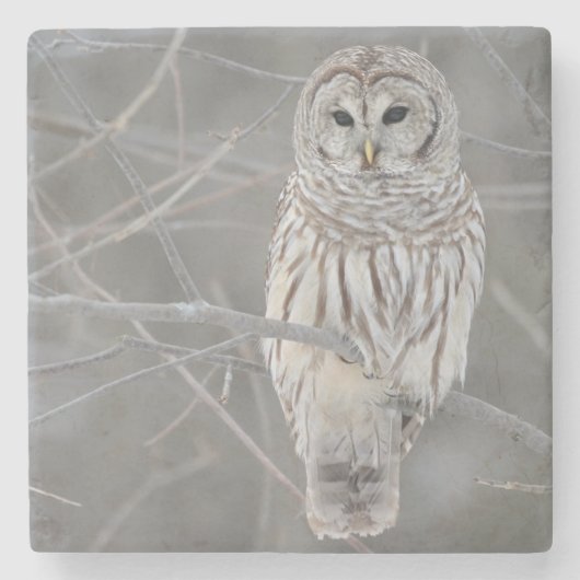 Owl Stone Onderzetter (Voorkant)
