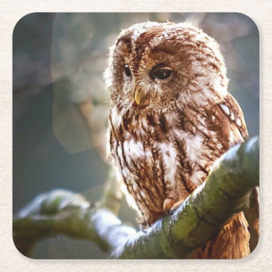Owl Vierkante Kartonnen Onderzetter (Voorkant)