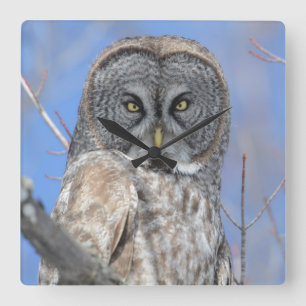 Owl Vierkante Klok