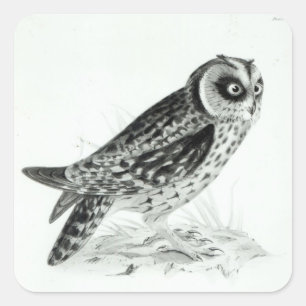 Owl Vierkante Sticker