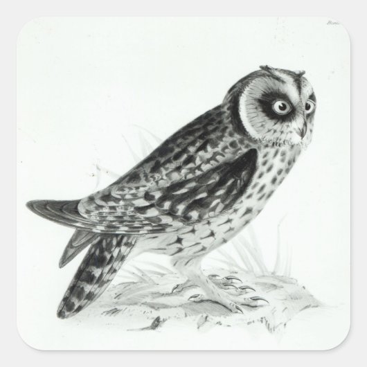 Owl Vierkante Sticker (Voorkant)