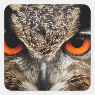 Owl Vierkante Sticker