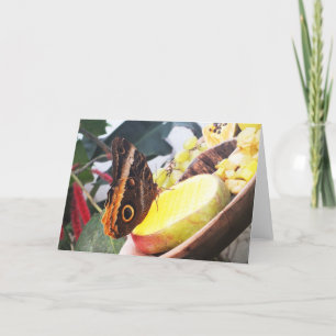 Owl vlinder feestdagen kaart