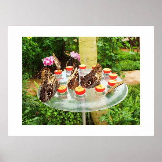 Owl vlinder poster (Voorkant)