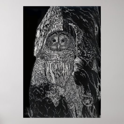 Owl vogelboom Tekening zwarte witte kunst Poster (Voorkant)