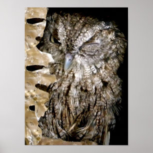 Owl Wink Poster