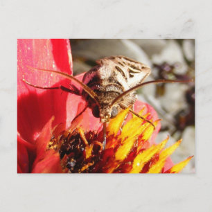 Owlet Moth ~ briefkaart