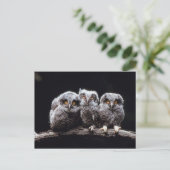 Owlet Trio Briefkaart (Staand voorkant)