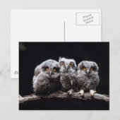 Owlet Trio Briefkaart (Voorkant / Achterkant)