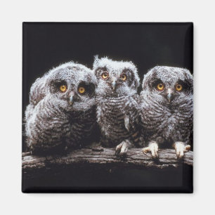 Owlet Trio Magneet