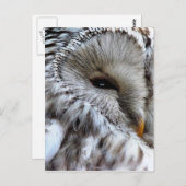 OWLS BRIEFKAART (Voorkant / Achterkant)