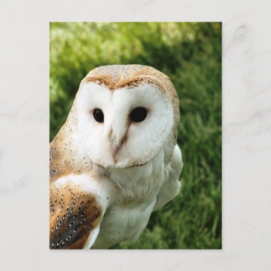 OWLS BRIEFKAART (Voorkant)