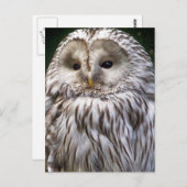 OWLS BRIEFKAART (Voorkant / Achterkant)