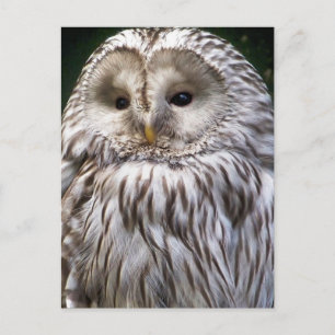 OWLS BRIEFKAART