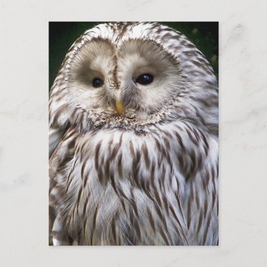 OWLS BRIEFKAART (Voorkant)