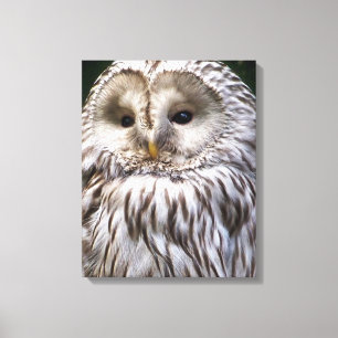 OWLS CANVAS AFDRUK