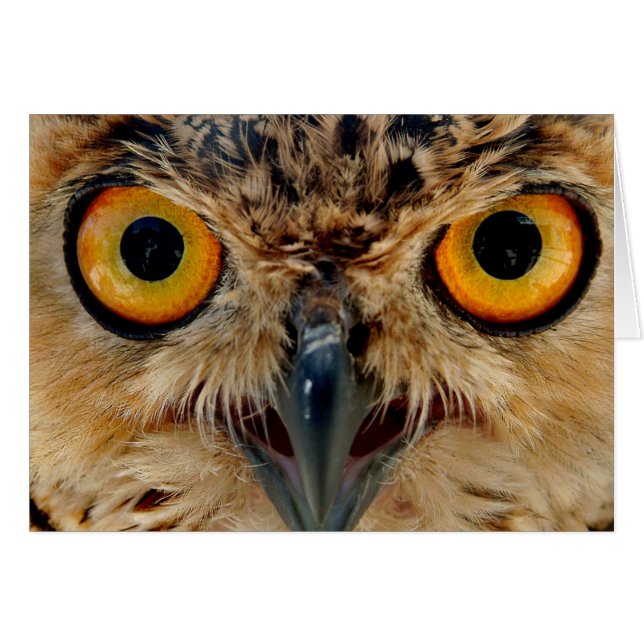 Owls Eyes (Devant horizontal)