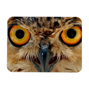 Owls Eyes Magneet