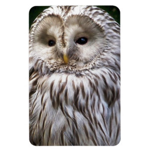 OWLS MAGNEET