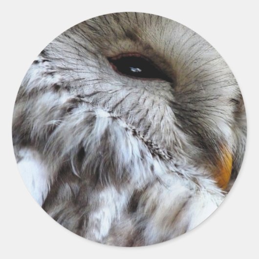 OWLS RONDE STICKER (Voorkant)