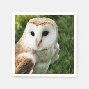 OWLS SERVET