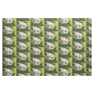 OWLS STOF
