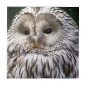 OWLS TEGELTJE (Voorkant)