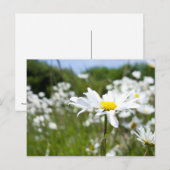 Ox-eye Daisies | Bloem Briefkaart (Voorkant / Achterkant)
