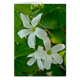 Oxalis à fleurs blanches