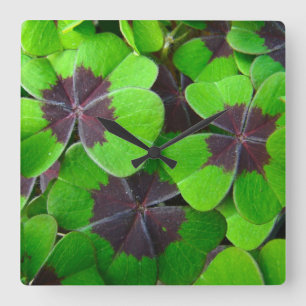 Oxalis-bladeren - rood en groen vierkante klok