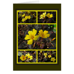 Oxalis Jaune-A fleuri la plante d'intérieur