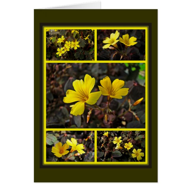 Oxalis Yellow-Flowered Houseplant (Voorkant)