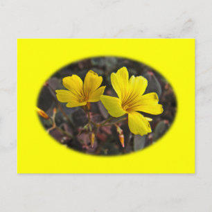 Oxalis Yellow-Flowered Houseplant Briefkaart
