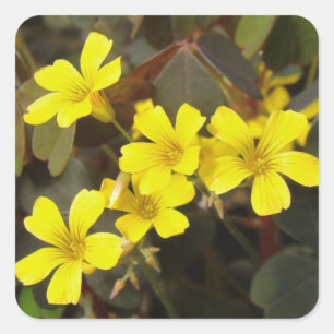Oxalis Yellow-Flowered Houseplant Vierkante Sticker