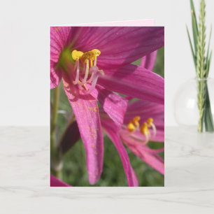 Oxblood Lily Kaart