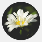 Oxeye Daisy Ronde Sticker (Voorkant)