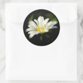 Oxeye Daisy Ronde Sticker (Tas)