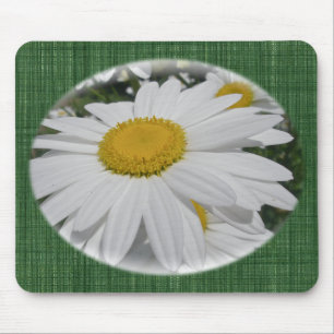 Oxeye Daisy Wildflower Florence Muismat