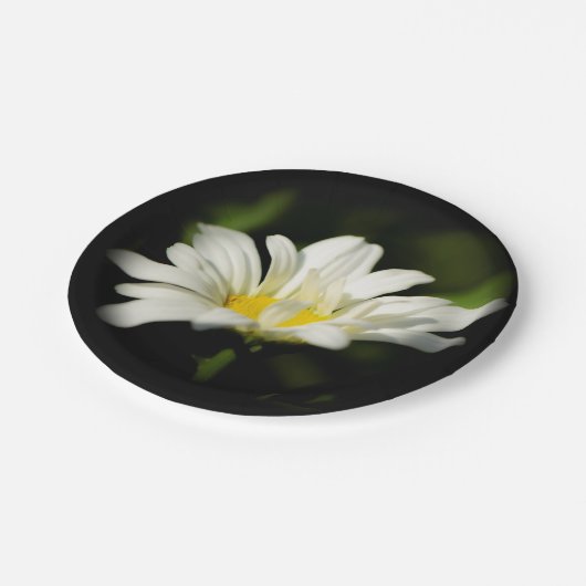 Oxeye Daisy Wildflower Paper Bord (Gekanteld)