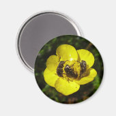 Oxythyrea Funesta Beetles Magnet (Recto/Verso)