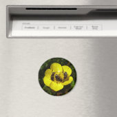 Oxythyrea Funesta Beetles Magnet (In Situ (Lave-vaisselle))