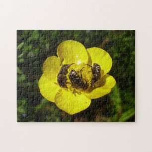 Oxythyreum Funesta Beetles Phot Puzzle and Gift Bo Legpuzzel
