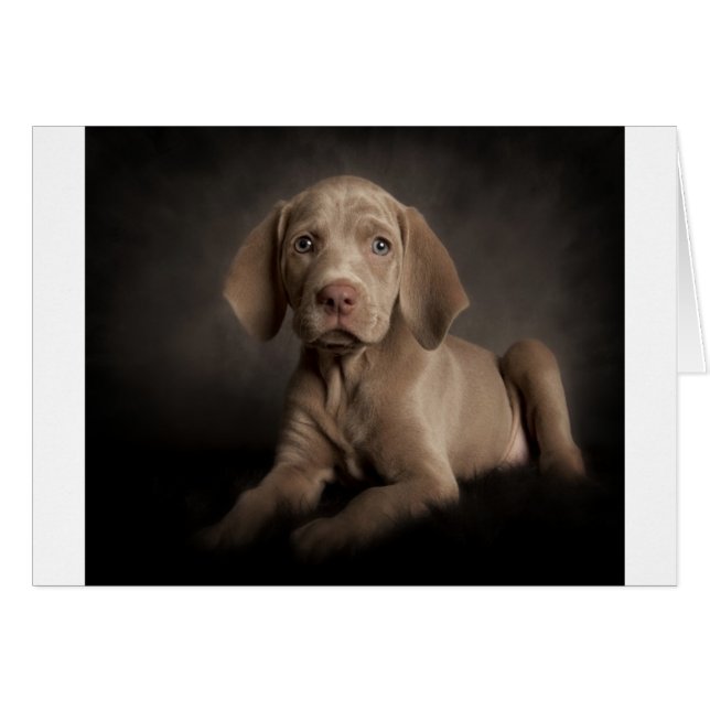 Oyeux bleus (Devant horizontal)